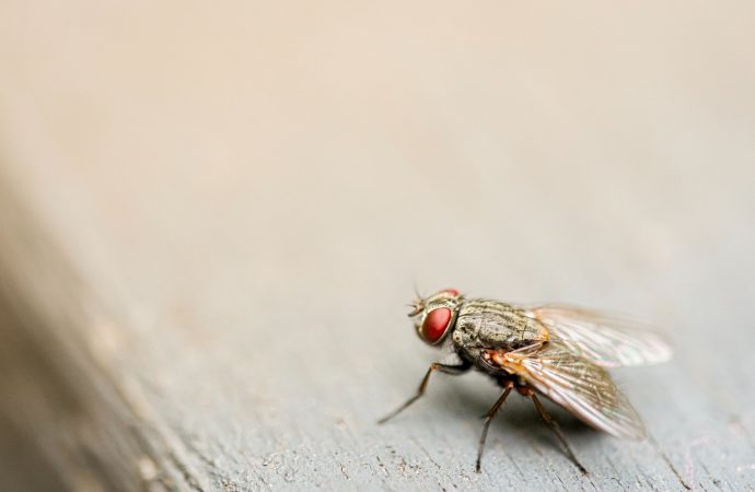 Jak pozbyć się owadów z domu?