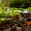 Ekologiczne i naturalne sposoby nawożenia roślin